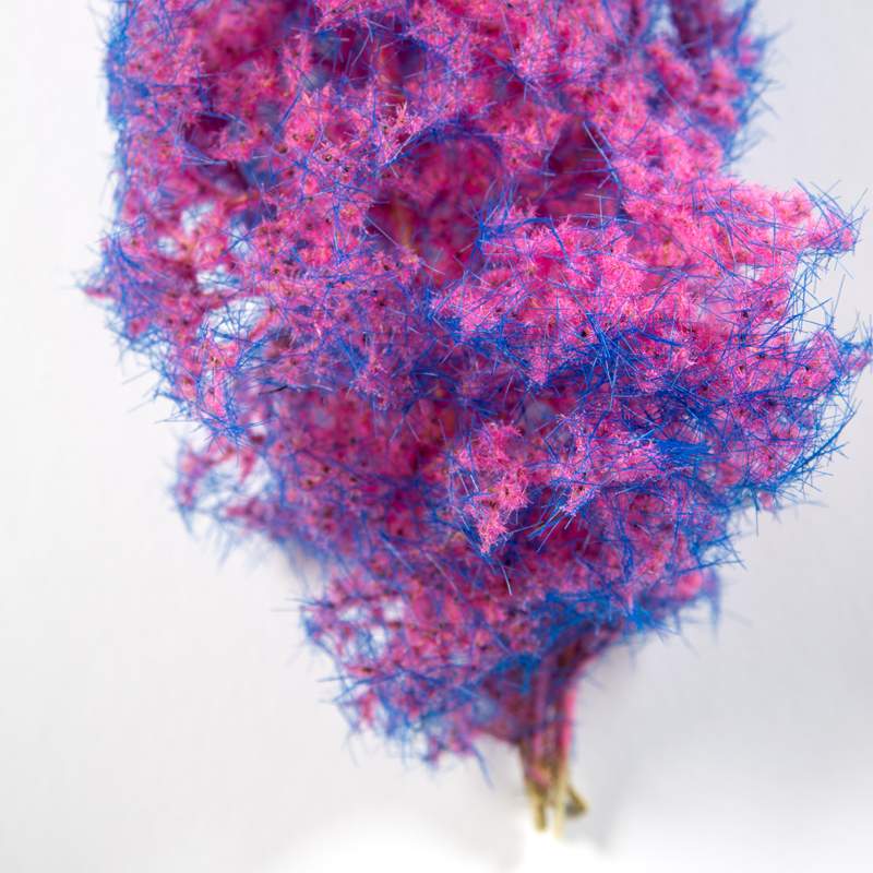 AK BLUE-PINK – FANTASY BUSHES - Bild 2